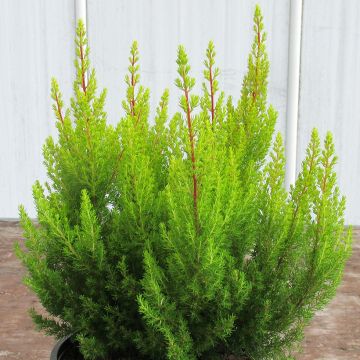Erica arborea Estrella Gold - Boomheide