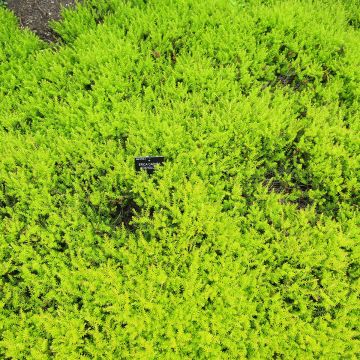 Erica carnea Foxhollow - Sneeuwheide