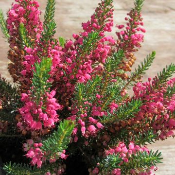 Erica vagans Birch Glow - Zwerfheide