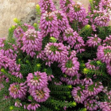 Erica x williamsii P.D. Williams - Dopheide