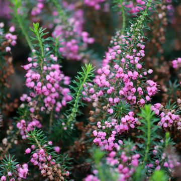 Erica vagans Mrs D.F. Maxwell - Zwerfheide
