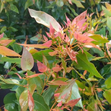 Eucalyptus gomphocephala Kaduri - Gomboom
