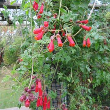 Eccremocarpus scaber (zaad) - Chileense winde