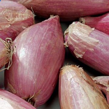 Banaansjalot Zebrune