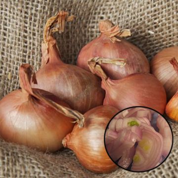 Sjalot Golden Gourmet