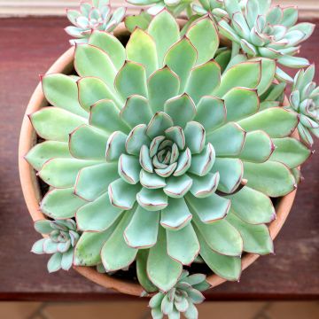 Echeveria pulidonis