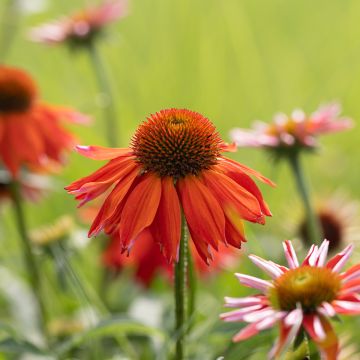 Echinacea purpurea Lakota Orange - Rode zonnehoed