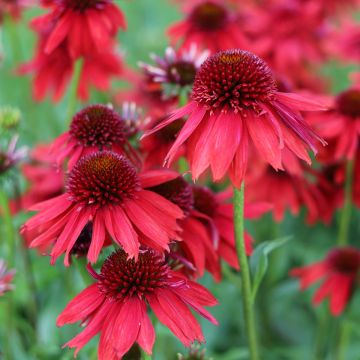 Echinacea purpurea Lakota Red - Rode zonnehoed
