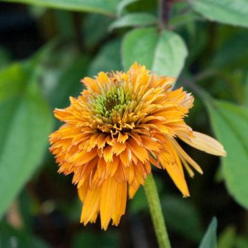 Echinacea purpurea Marmalade - Rode zonnehoed