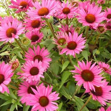 Echinacea Robin Hood - Rode zonnehoed