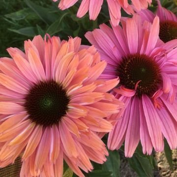 Echinacea purpurea SunSeekers Rainbow - Rode zonnehoed