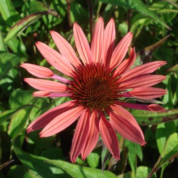 Echinacea Sunset - Zonnehoed