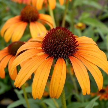 Echinacea purpurea Tangerine Dream - Rode zonnehoed