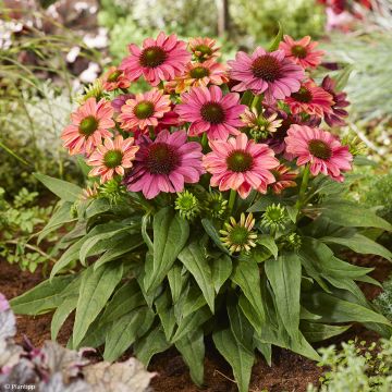 Echinacea Evolution Colorific - Rode zonnehoed