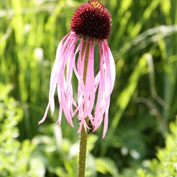 Echinacea pallida - Zonnehoed