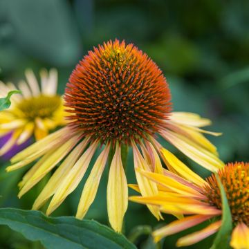 Echinacea paradoxa - Gele zonnehoed