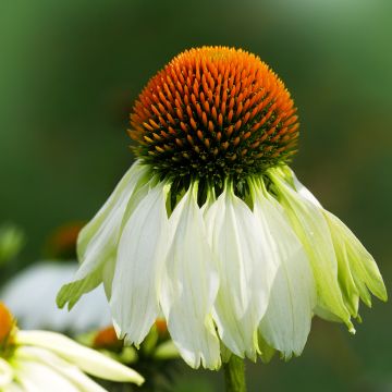 Echinacea purpurea Alba (zaad) - Rode zonnehoed
