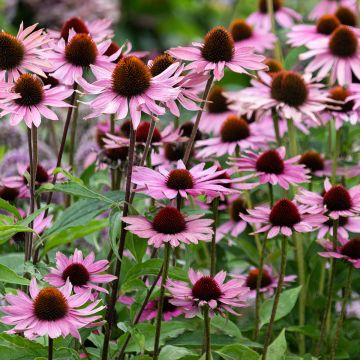 Echinacea purpurea Augustkönigin - Rode zonnehoed