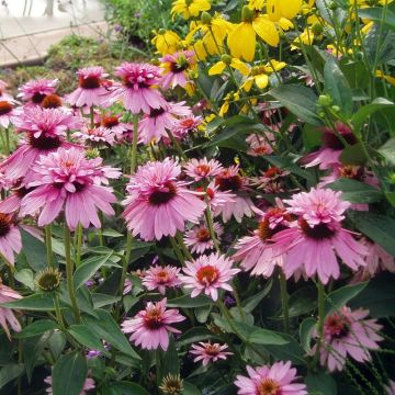 Echinacea purpurea Double Decker - Rode zonnehoed