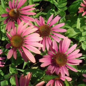 Echinacea purpurea Summer Cocktail - Rode zonnehoed
