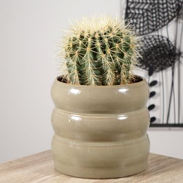 Echinocactus grusonii - Schoonmoedersstoel