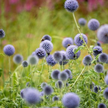 Echinops bannaticus Taplow Blue - Kogeldistel
