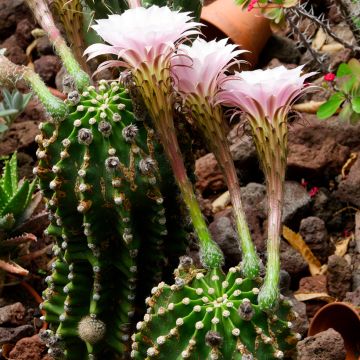 Echinopsis multiplex - Zee-egelcactus
