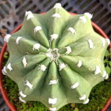 Echinopsis subdenudata - Domino cactus