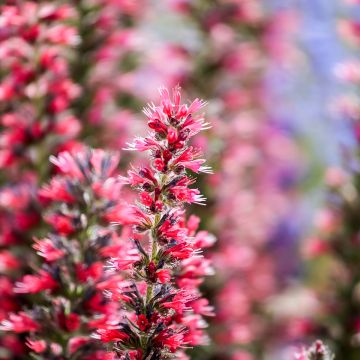 Echium amoenum Rood Feathers - Slangenkruid