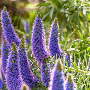 Echium candicans - Trots van Madeira