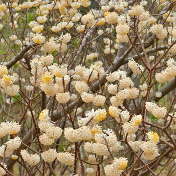 Edgeworthia chrysantha Nanjing Gold - Papierstruik