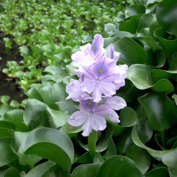 Eichhorna crassipes - Waterhyacint