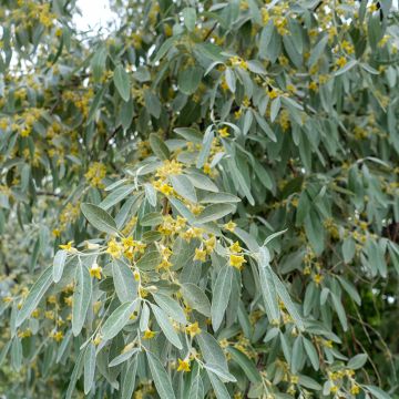 Elaeagnus angustifolia - Smalbladige olijfwilg
