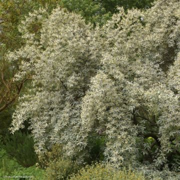 Elaeagnus commutata Zempin - Smalbladige olijfwilg