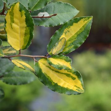 Elaeagnus ebbingei Eleador - Olijfwilg