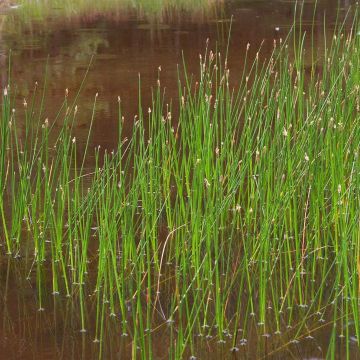 Eleocharis palustris - Gewone waterbies