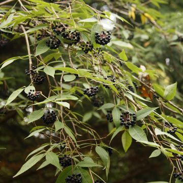 Eleutherococcus setchuenensis