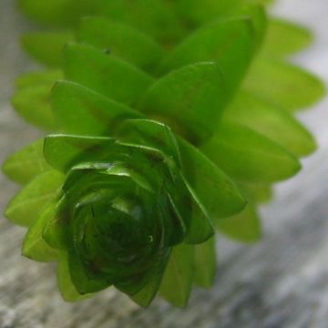 Elodea canadensis - Brede waterpest