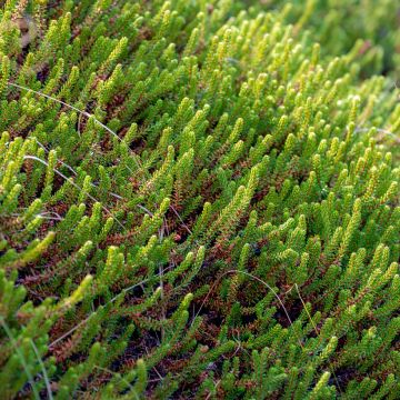 Empetrum nigrum Bernstein - Kraaihei