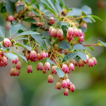 Enkianthus campanulatus - Pronkklokje