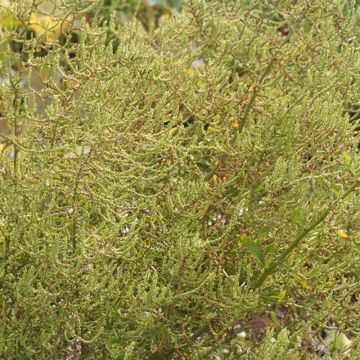 Welriekende ganzenvoet BIO Ferme de Sainte Marthe - Chenopodium ambrosioides