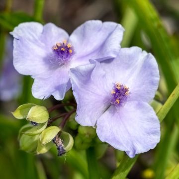 Tradescantia andersoniana Little Doll - Eendagsbloem