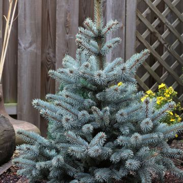 Picea pungens Blue Mountain - Blauwe spar