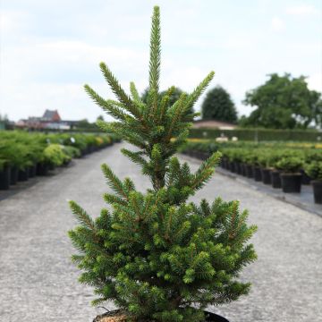 Picea abies Will's Zwerg - Fijnspar