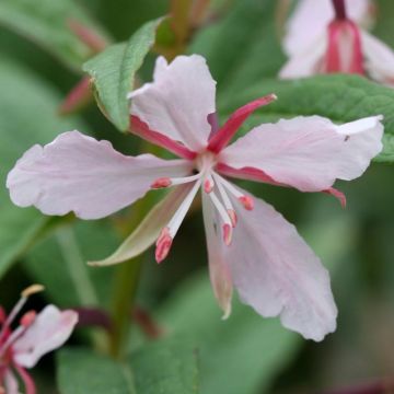 Epilobium angustifolium Stahl Rose - Wilgenroosje