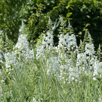 Epilobium angustifolium Wit - Wilgenroosje