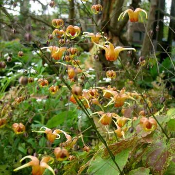 Epimedium Amber Queen - Elfenbloem