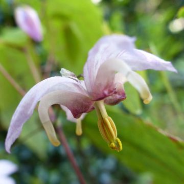 Epimedium Enchantress - Elfenbloem