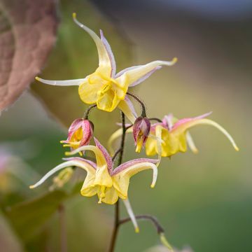 Epimedium Fire Dragon - Elfenbloem