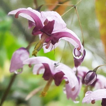 Epimedium Kaguyahime - Elfenbloem
